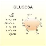 glucosa 150x150 La importancia de los hidratos de carbono en el ejercicio